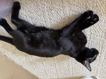 Charcoal -  Domestic Short Hair Cat for Adoption in Randolph, Alabama - Charcoal | PetCurious