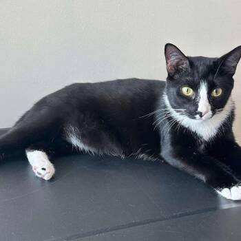 Rescue Domestic Short Hair Cats for Adoption in Nashville, Georgia - Oreo | PetCurious