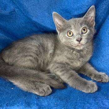 Buddy -  Russian Blue and Chartreux Cat for Adoption in Mount Vernon, Illinois - Buddy | PetCurious