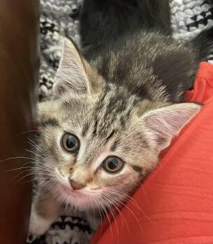 Caesar -  Domestic Short Hair Cat for Adoption in Winnipeg, Manitoba - Caesar | PetCurious