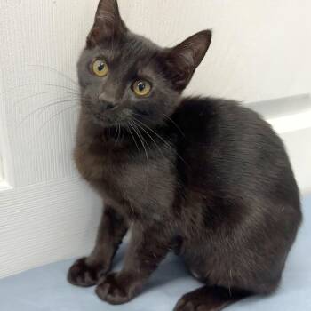 Aurora -  Domestic Short Hair Cat for Adoption in Medford, Oregon - Aurora | PetCurious