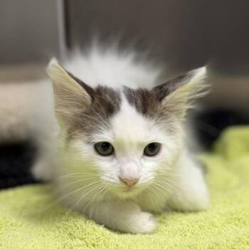 Domestic Long Hair and Domestic Short Hair Cats Available for Adoption in Bullhead City, Arizona - H2O | PetCurious