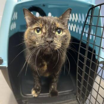 Sweet Magnolia -  Domestic Short Hair Cat for Adoption in Dekalb, Illinois - Sweet Magnolia | PetCurious