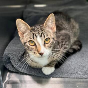 Pancake -  Domestic Short Hair Cat for Adoption in New Fairfield, Connecticut - Pancake | PetCurious