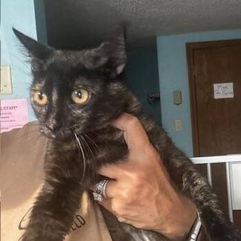 Rockin Robin -  Tortoiseshell Cat for Adoption in Hutchinson, Minnesota - Rockin Robin | PetCurious