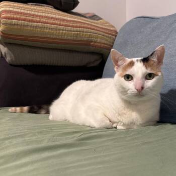 Olive -  Domestic Short Hair Cat for Adoption in Danville, Vermont - Olive | PetCurious