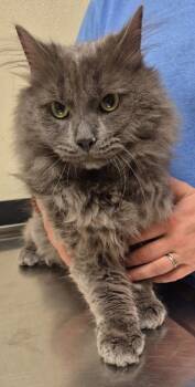 Koda -  Domestic Medium Hair Cat Available for Adoption in Christiansburg, Virginia - Koda | PetCurious