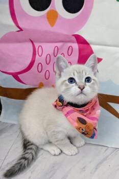Domestic Short Hair Cats Available for Adoption in Chesapeake Beach, Maryland - Bea Arthur And Betty White | PetCurious