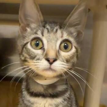 Webkins -  Domestic Short Hair Cat for Adoption in Walnut Creek, California - Webkins | PetCurious