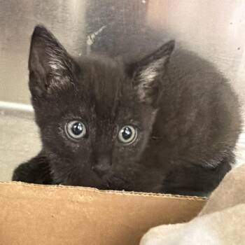 Northern Lights -  Domestic Short Hair Cat Available for Adoption in Westminster, California - Northern Lights | PetCurious