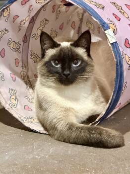 Belle -  Siamese Cat for Adoption in Seven Valleys, Pennsylvania - Belle | PetCurious