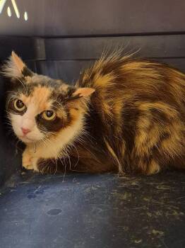 KIMCHI (BARN CAT) -  Domestic Medium Hair Cat for Adoption in Crossville, Tennessee - KIMCHI (BARN CAT) | PetCurious