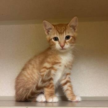 Baker -  Domestic Short Hair Cat for Adoption in Hudson, New York - Baker | PetCurious