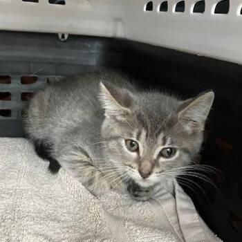 Mazda - Chow Hound Northland -  Domestic Short Hair Cat for Adoption in Grand Rapids, Michigan - Mazda - Chow Hound Northland | PetCurious