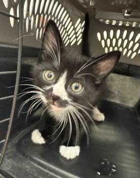 Miles Morales -  Domestic Short Hair Cat for Adoption in Santa Rosa, California - Miles Morales | PetCurious