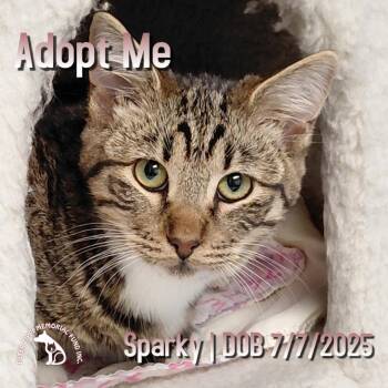 Domestic Short Hair and Tabby Cats Available for Adoption - Sparky | PetCurious