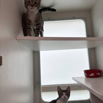 Mayo -  Domestic Short Hair Cat for Adoption in Branford, Connecticut - Mayo | PetCurious
