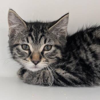 The Fabulous Moolah -  Domestic Short Hair Cat for Adoption in Reno, Nevada - The Fabulous Moolah | PetCurious
