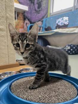 Krampus -  Domestic Short Hair Cat for Adoption in Savannah, Georgia - Krampus | PetCurious