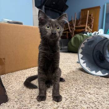Swedish Meatball -  Domestic Medium Hair Cat for Adoption in Gibsonia, Pennsylvania - Swedish Meatball | PetCurious