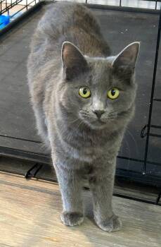 Miss "M -  Nebelung and American Bobtail Cat for Adoption in New Braunfels, Texas - Miss "M | PetCurious