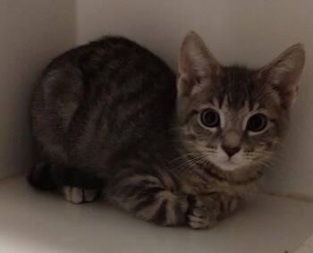 Quasar -  Domestic Short Hair Cat for Adoption in Phoenix, Arizona - Quasar | PetCurious