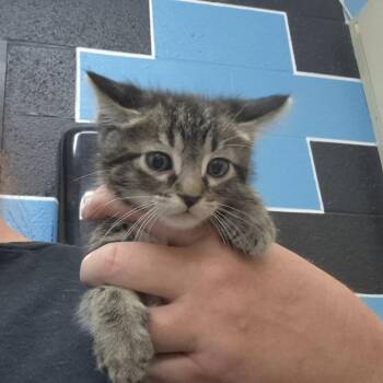 Domestic Short Hair Cats Available for Adoption in Ardmore, Oklahoma - Black Panther | PetCurious