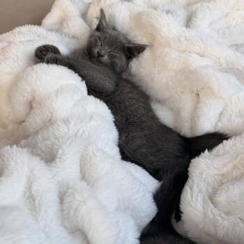 Frappe -  Domestic Short Hair Cat for Adoption in La Grange, Kentucky - Frappe | PetCurious