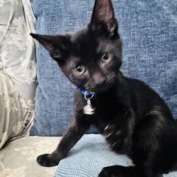 Nox -  Domestic Short Hair Cat for Adoption in Liverpool, Texas - Nox | PetCurious