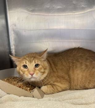 61165309 -  Domestic Short Hair Cat for Adoption in El Paso, Texas - 61165309 | PetCurious