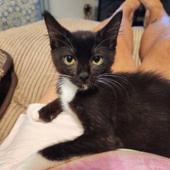 Rescue Extra Toes Cat Hemingway Polydactyl Cats for Adoption in North Port, Florida - Apollo | PetCurious