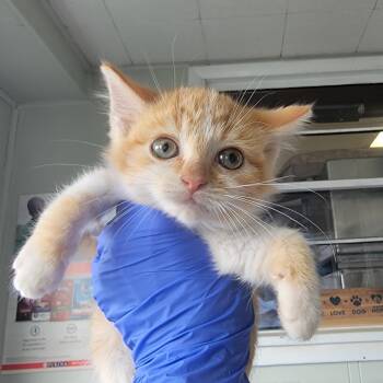 Rescue Domestic Short Hair Cats for Adoption in Troy, Illinois - Blynken | PetCurious