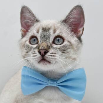 Skippie -  Siamese Cat for Adoption in Mobile, Alabama - Skippie | PetCurious