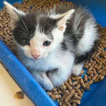 Loki -  Domestic Short Hair Cat for Adoption in Columbiana, Alabama - Loki | PetCurious