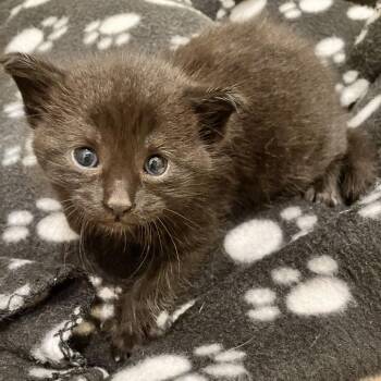 Olivia -  Domestic Short Hair Cat for Adoption in Ferndale, Michigan - Olivia | PetCurious