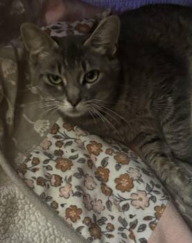 HALO -  Domestic Short Hair Cat for Adoption in Ben Avon, Pennsylvania - HALO | PetCurious