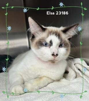 ELSA (see also ANNA) -  Snowshoe Cat for Adoption in Marietta, Georgia - ELSA (see Also ANNA) | PetCurious