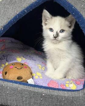 QUARTZ - IN FOSTER -  Domestic Medium Hair Cat for Adoption in Ontario, California - QUARTZ - IN FOSTER | PetCurious