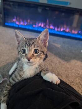 Dr Pepper -  Domestic Short Hair Cat for Adoption in Logan, Utah - Dr Pepper | PetCurious