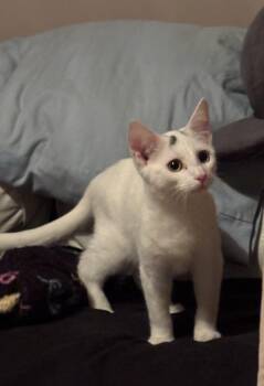 Domestic Short Hair Cats Available for Adoption - Dipper & Mabel | PetCurious