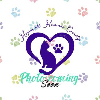 Pepperoni -  Domestic Short Hair Cat for Adoption in Hopewell, Virginia - Pepperoni | PetCurious