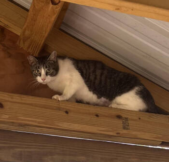 Rescue Domestic Short Hair Cats for Adoption in Jackson, Georgia - Ulana | PetCurious