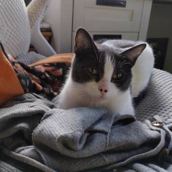 Momma Moo -  Domestic Short Hair Cat Available for Adoption in West Orange, New Jersey - Momma Moo | PetCurious