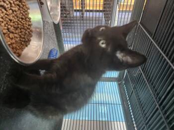 Black Ranger -  Domestic Short Hair Cat for Adoption in Charleston, South Carolina - Black Ranger | PetCurious