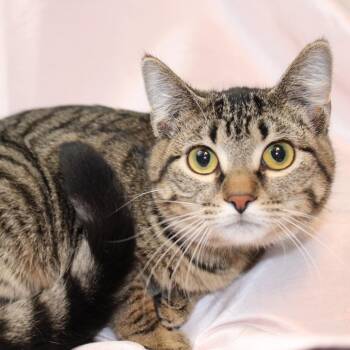 Domestic Short Hair Cats Available for Adoption - Cookie | PetCurious