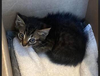 Slugger -  Domestic Medium Hair and Tabby Cat for Adoption in Poplar Grove, Illinois - Slugger | PetCurious