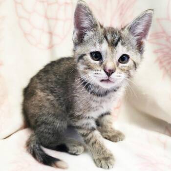 Emily -  Domestic Short Hair Cat for Adoption in Mt. Juliet, Tennessee - Emily | PetCurious