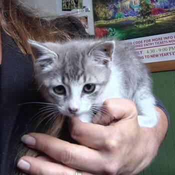 Molly -  Domestic Short Hair Cat for Adoption in Coos Bay, Oregon - Molly | PetCurious