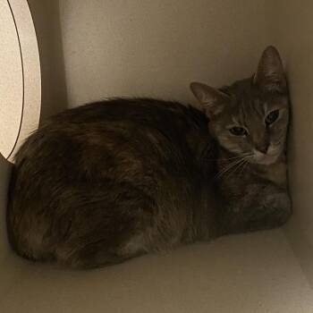 River-Barn cat -  Domestic Short Hair Cat for Adoption in Durango, Colorado - River-Barn Cat | PetCurious