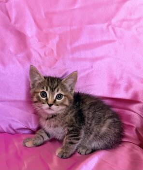 MABEL -  Domestic Short Hair Cat for Adoption in Rowland Heights, California - MABEL | PetCurious